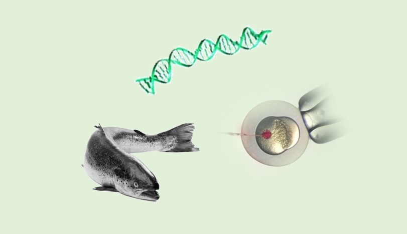 Genetically engineered salmon - to eat or not to eat - Science_Unified